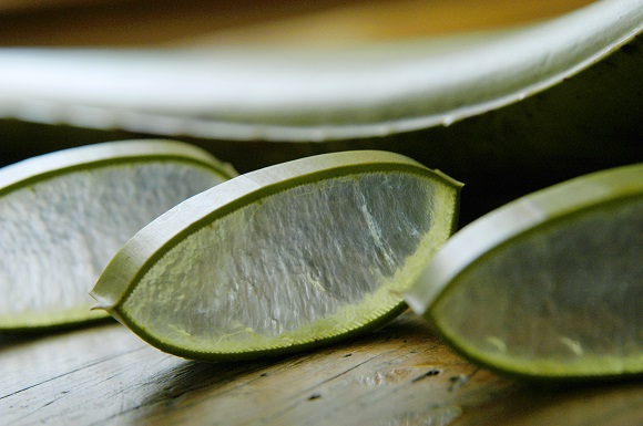 aloevera frischpflanze 01