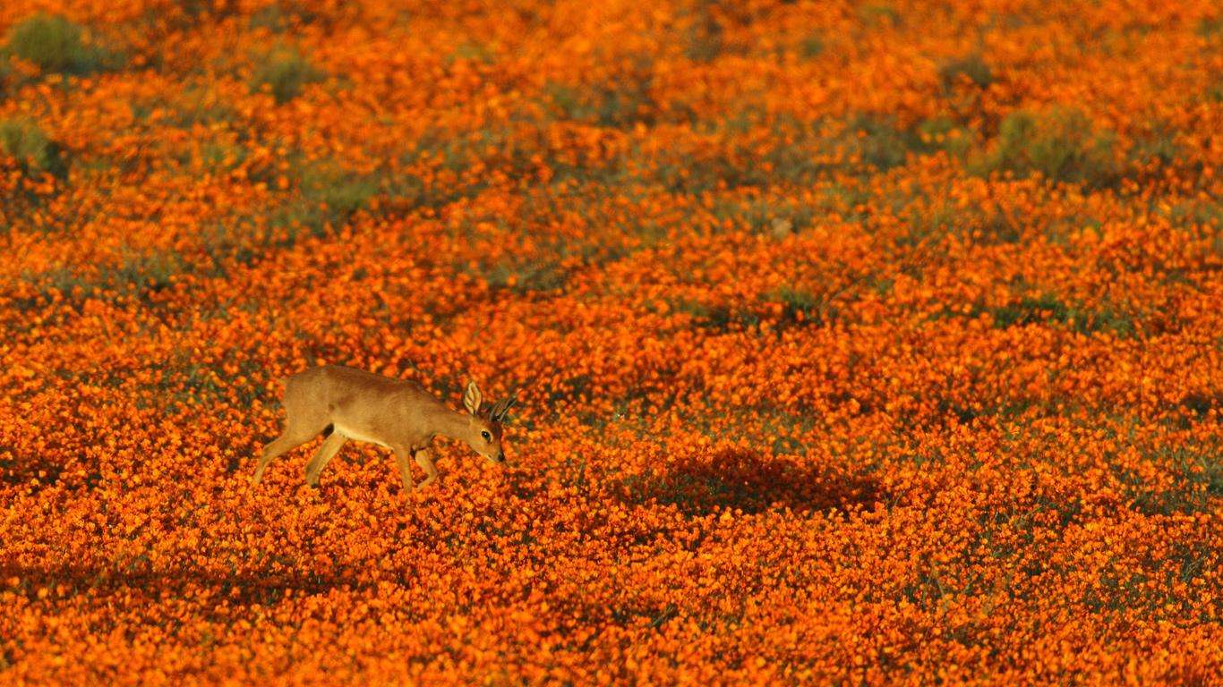 namaqualand 01