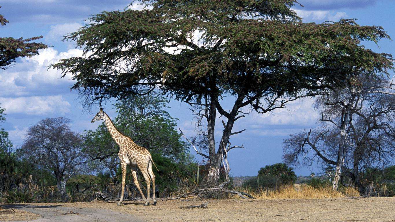 selous wildreservat 01