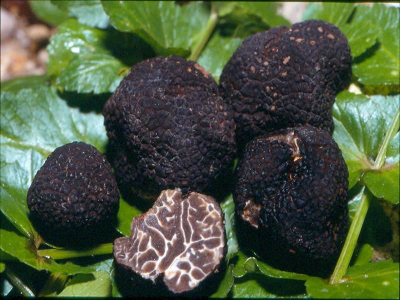 tuber-brumale