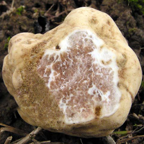tuber-magnatum